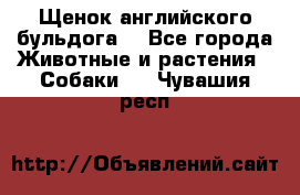 Щенок английского бульдога  - Все города Животные и растения » Собаки   . Чувашия респ.